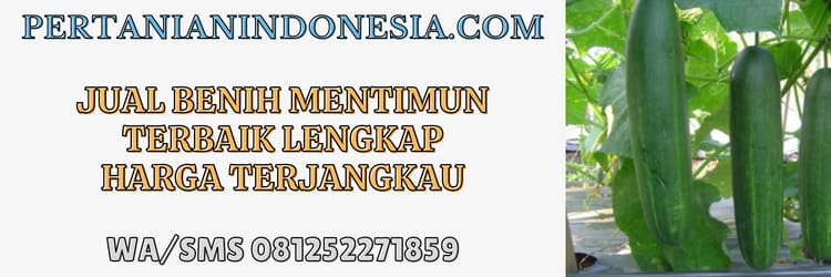 jual,jual benih,jual benih mentimun,jual benih mentimun terbaik,murah,pertanian indonesia